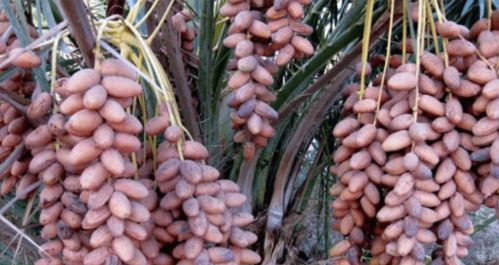 躲开那些所谓的养生产品，这些农副土特产品才是真的对身体好