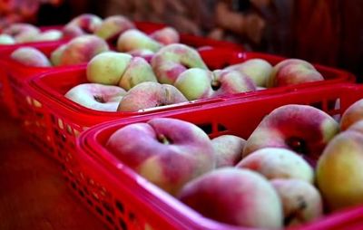 江西铅山2024年文化旅游宣传月暨蟠桃土特产品推介活动启幕