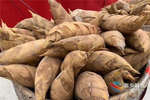 湘乡以笋为媒 农副土特产品助力群众致富奔康