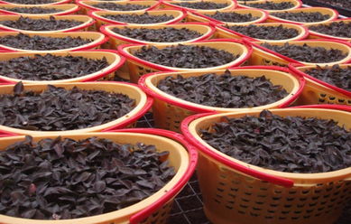 南靖金线莲 鲜品金草，空运直达，养颜补肾的天然瑰宝